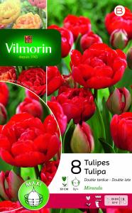 Tulipe Double Tardive Miranda (x8)